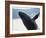 Whale Breaching, Leconte Glacier, Alaska, USA-Stuart Westmoreland-Framed Photographic Print