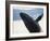 Whale Breaching, Leconte Glacier, Alaska, USA-Stuart Westmoreland-Framed Photographic Print