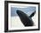 Whale Breaching, Leconte Glacier, Alaska, USA-Stuart Westmoreland-Framed Photographic Print