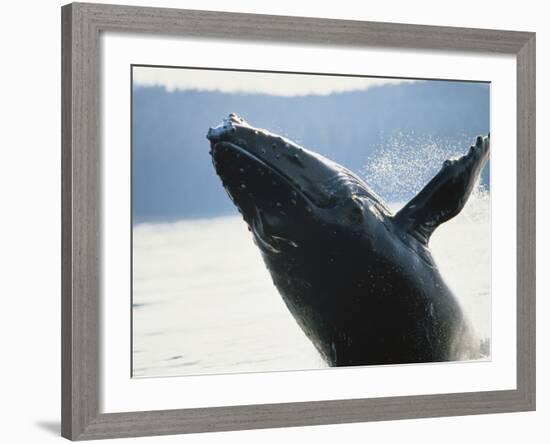 Whale Breaching, Leconte Glacier, Alaska, USA-Stuart Westmoreland-Framed Photographic Print