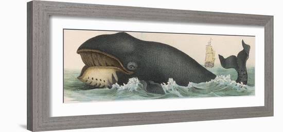 Whale, c.1870-null-Framed Photographic Print