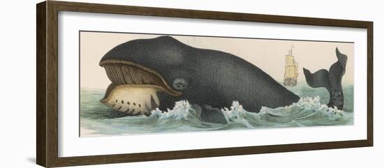 Whale, c.1870-null-Framed Photographic Print