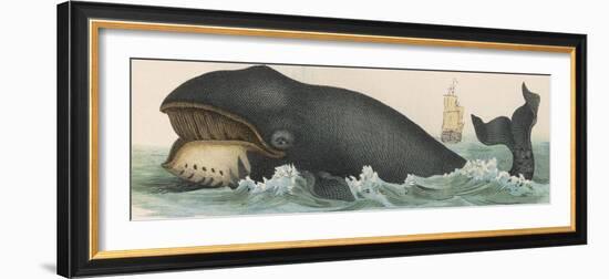 Whale, c.1870-null-Framed Photographic Print