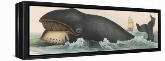 Whale, c.1870-null-Framed Premier Image Canvas