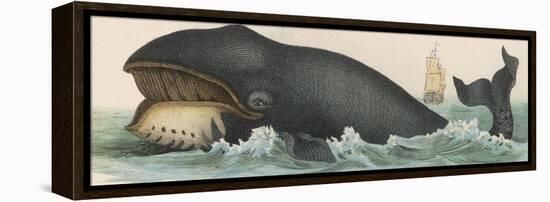 Whale, c.1870-null-Framed Premier Image Canvas