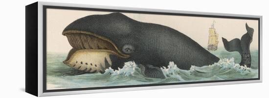 Whale, c.1870-null-Framed Premier Image Canvas