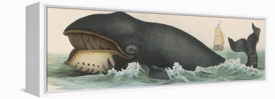 Whale, c.1870-null-Framed Premier Image Canvas