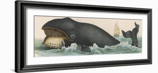 Whale, c.1870-null-Framed Premium Photographic Print