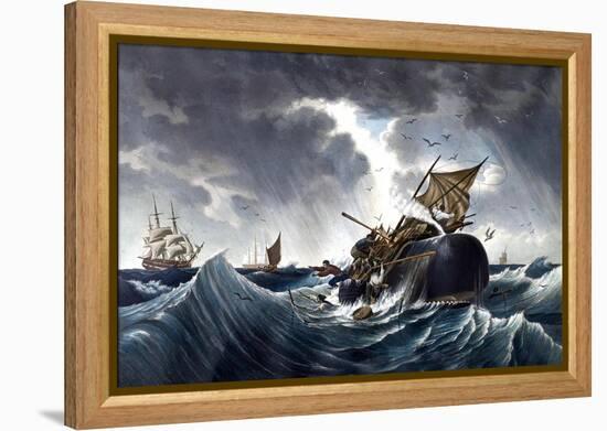 Whale Destroying Whaling Ship, C.1875-null-Framed Premier Image Canvas