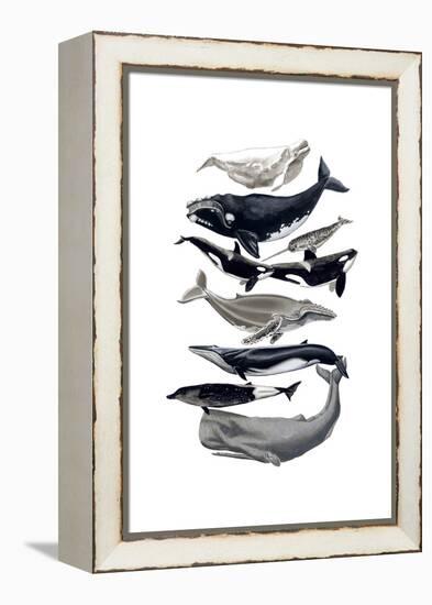 Whale Display I-Naomi McCavitt-Framed Stretched Canvas