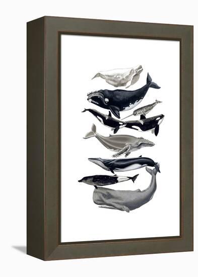 Whale Display I-Naomi McCavitt-Framed Stretched Canvas