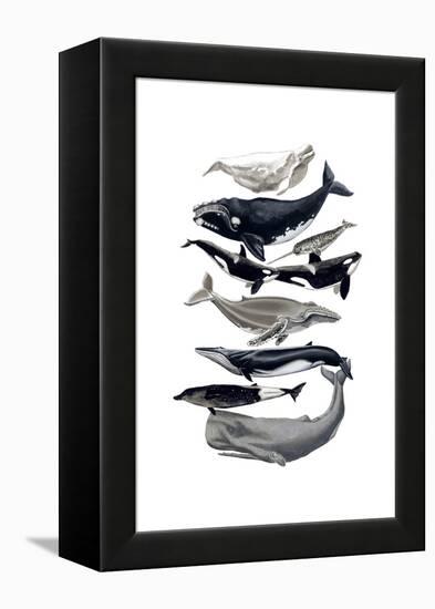 Whale Display I-Naomi McCavitt-Framed Stretched Canvas