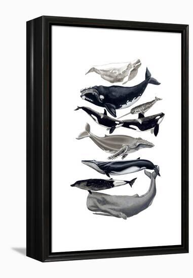 Whale Display I-Naomi McCavitt-Framed Stretched Canvas