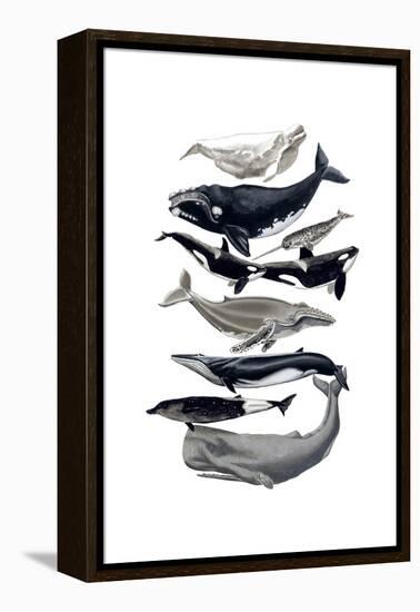 Whale Display I-Naomi McCavitt-Framed Stretched Canvas