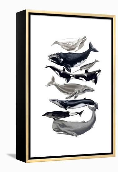 Whale Display I-Naomi McCavitt-Framed Stretched Canvas