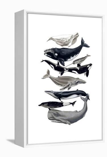 Whale Display I-Naomi McCavitt-Framed Stretched Canvas