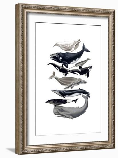 Whale Display I-Naomi McCavitt-Framed Premium Giclee Print