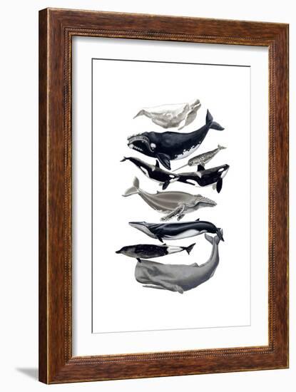 Whale Display I-Naomi McCavitt-Framed Premium Giclee Print