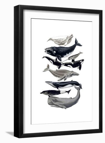 Whale Display I-Naomi McCavitt-Framed Premium Giclee Print