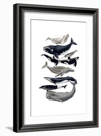 Whale Display I-Naomi McCavitt-Framed Premium Giclee Print