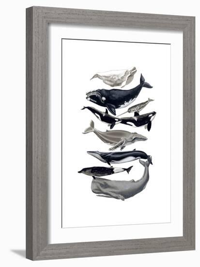 Whale Display I-Naomi McCavitt-Framed Art Print