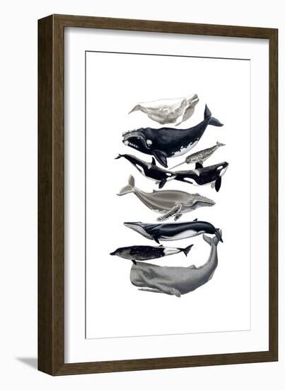 Whale Display I-Naomi McCavitt-Framed Art Print