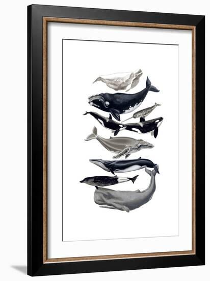 Whale Display I-Naomi McCavitt-Framed Art Print