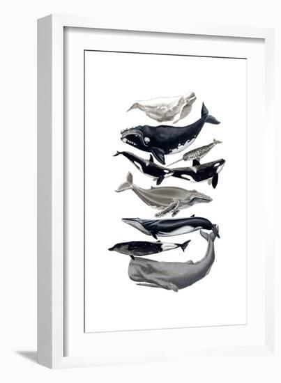 Whale Display I-Naomi McCavitt-Framed Art Print