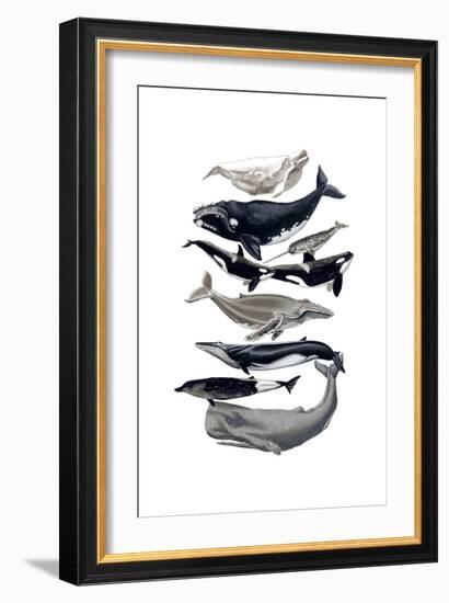 Whale Display I-Naomi McCavitt-Framed Art Print