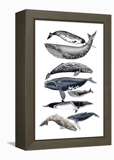 Whale Display II-Naomi McCavitt-Framed Stretched Canvas