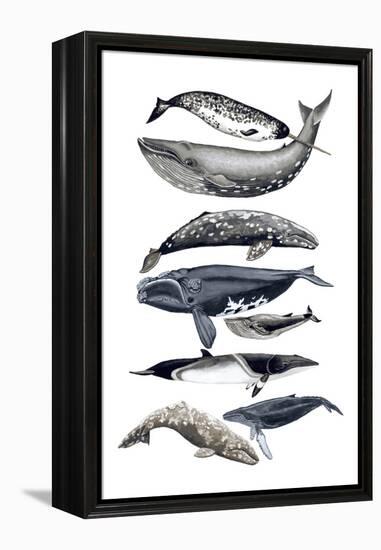 Whale Display II-Naomi McCavitt-Framed Stretched Canvas