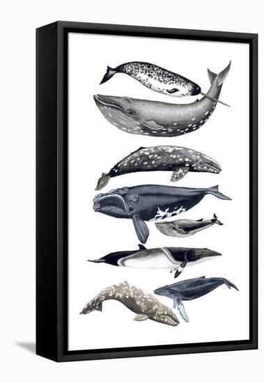 Whale Display II-Naomi McCavitt-Framed Stretched Canvas