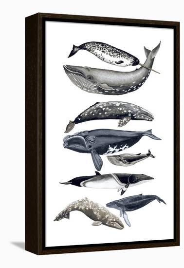 Whale Display II-Naomi McCavitt-Framed Stretched Canvas