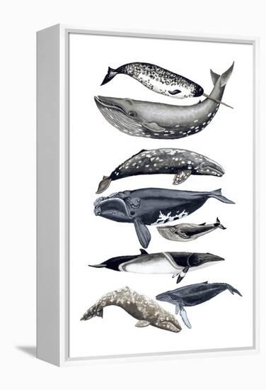 Whale Display II-Naomi McCavitt-Framed Stretched Canvas