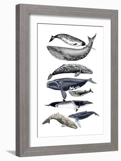 Whale Display II-Naomi McCavitt-Framed Premium Giclee Print