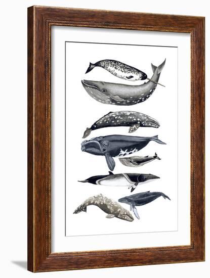 Whale Display II-Naomi McCavitt-Framed Premium Giclee Print