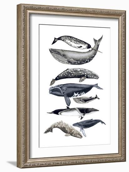 Whale Display II-Naomi McCavitt-Framed Art Print