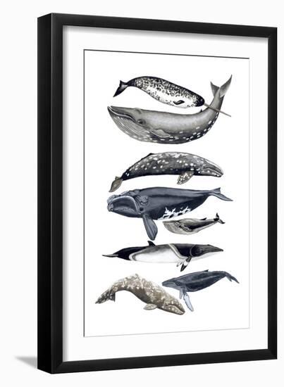 Whale Display II-Naomi McCavitt-Framed Art Print