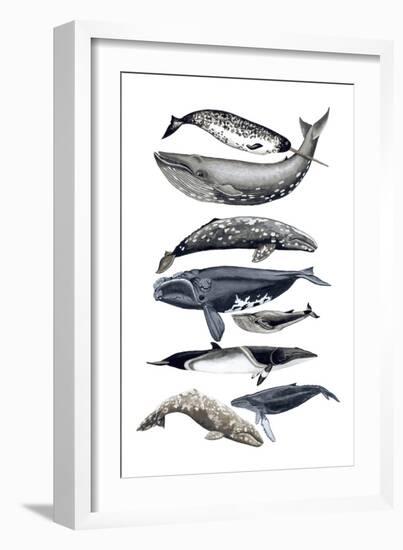 Whale Display II-Naomi McCavitt-Framed Art Print