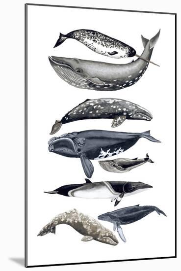 Whale Display II-Naomi McCavitt-Mounted Art Print