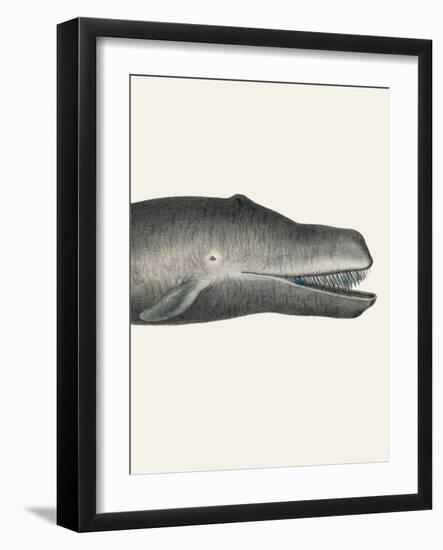 Whale Ii Tight Crop Handcolored Sealife Lithograph 1824-Vintage Poster-Framed Photographic Print