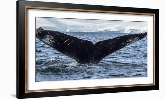 Whale in the ocean, Southern Ocean, Antarctic Peninsula, Antarctica-Panoramic Images-Framed Photographic Print