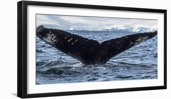 Whale in the ocean, Southern Ocean, Antarctic Peninsula, Antarctica-Panoramic Images-Framed Photographic Print