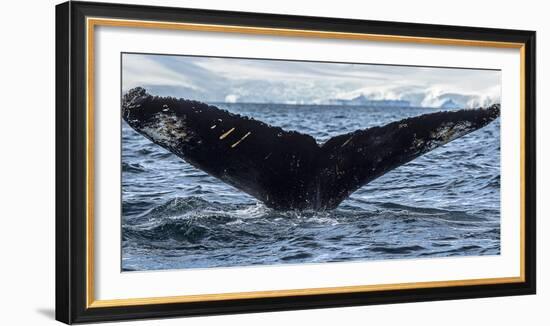 Whale in the ocean, Southern Ocean, Antarctic Peninsula, Antarctica-Panoramic Images-Framed Photographic Print