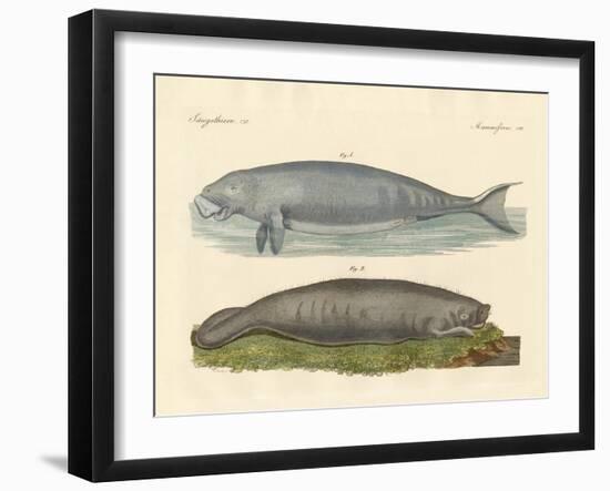 Whale-Like Animals-null-Framed Giclee Print