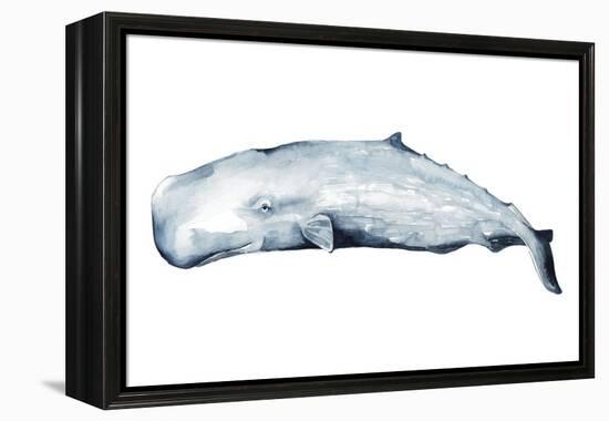 Whale Portrait II-Grace Popp-Framed Stretched Canvas