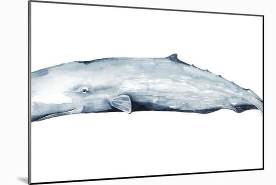 Whale Portrait II-Grace Popp-Mounted Art Print