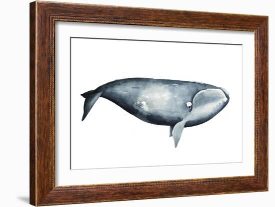 Whale Portrait III-Grace Popp-Framed Art Print