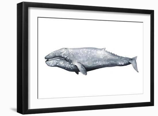 Whale Portrait IV-Grace Popp-Framed Art Print