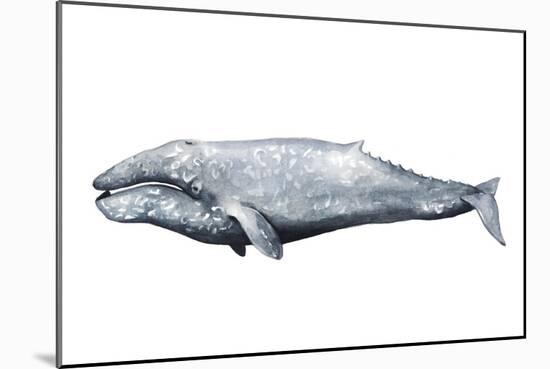 Whale Portrait IV-Grace Popp-Mounted Art Print